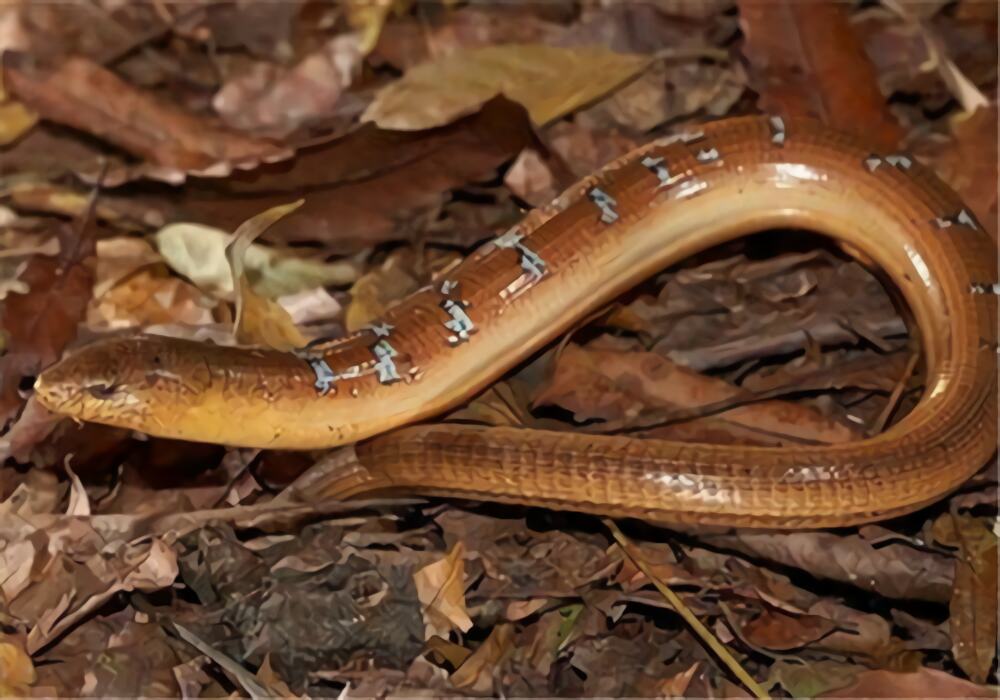 帝王蛇蜥身份信息