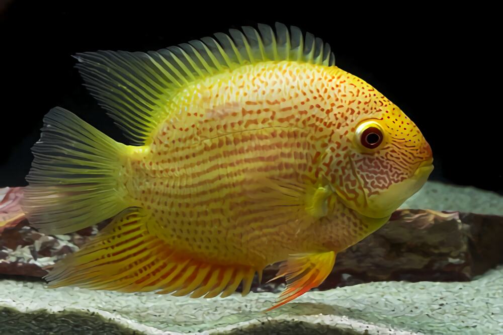 金菠萝鱼身份信息