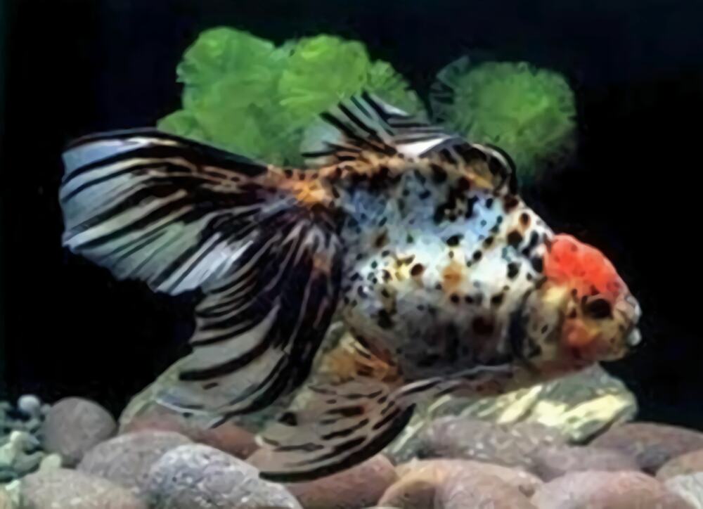 荧鳞蝶尾身份信息