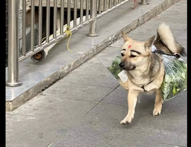 狗狗帮主人驮菜回家了,见到它的脸我笑了!狗:化了美美的妆好自信心