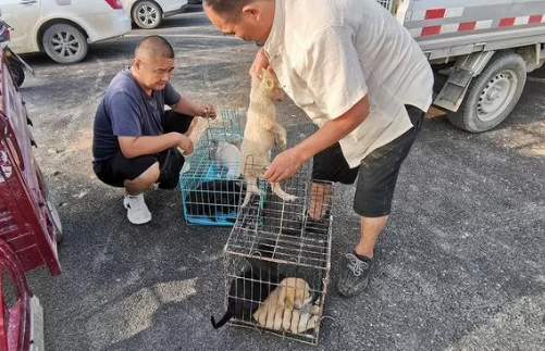 农村狗市价格便宜,河南客户整车采购:买狗方式与众不同