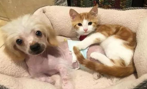 男子暂时收养流浪橘猫,不料橘猫成功讨好家里猫狗:留下它