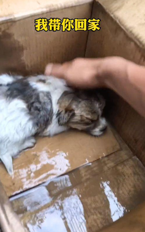 暴雨后门口多出了个纸箱,男子打开后愣住了:谁放门口的小奶狗?