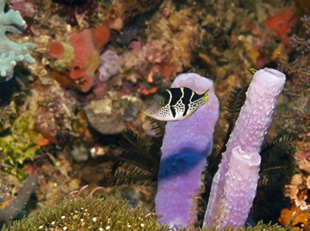 日本婆身份信息