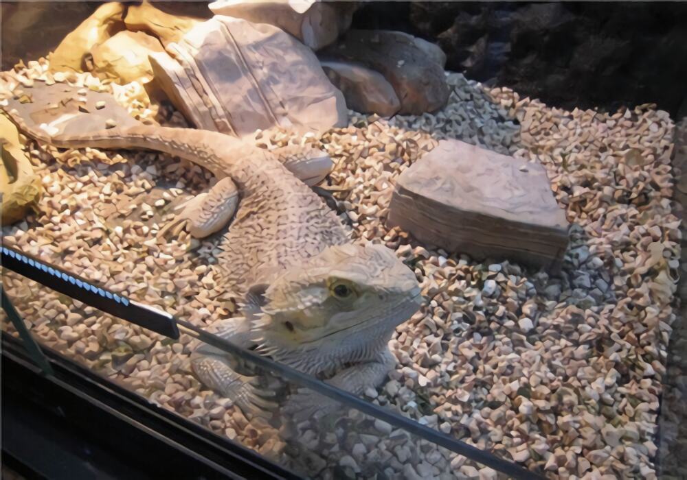 鬃狮蜥身份信息