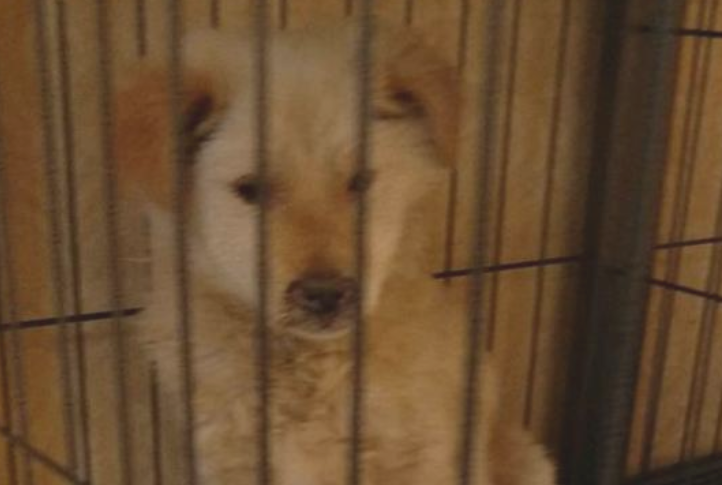 大街上巧遇只流浪犬,总感觉它有哪些心思,送去查验后女生心都凉了