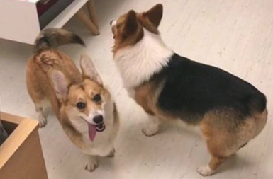 长尾巴柯基遭伙伴看不上，狗狗：你不是柯基，你是一只小兔子