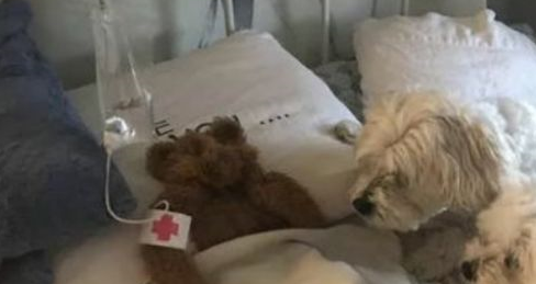 狗狗把最心爱的玩具弄丢了，没想到找回后被这样折腾…