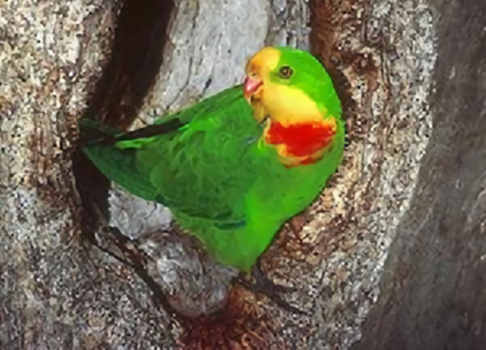 超级鹦鹉身份信息