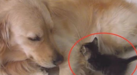 金毛狗狗爱捡物，此次捡了只小奶猫回家了，猫奴：怪不得跑那么利落