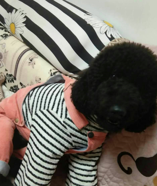 泰迪犬被打扮成了家庭主妇,但它的内心还只是个孩子,看它多可爱