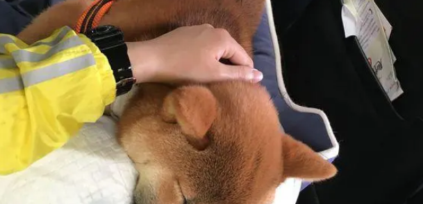 柴犬坐车出来玩晕车了,下车刚缓过劲来,一抬头看到镜子里的自己