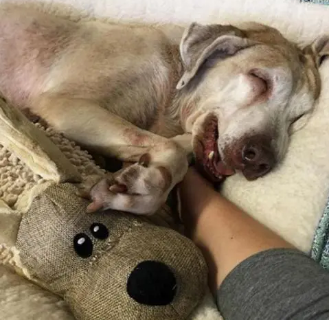 爱犬暴亡受打击 狱警变“神医”给警犬针灸治疗