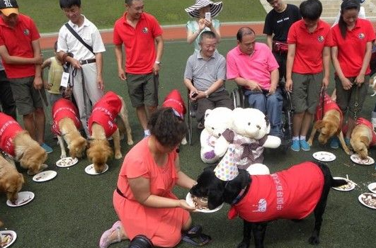 大陆导盲犬珍妮服务8年后退休 陪伴养老的新主人
