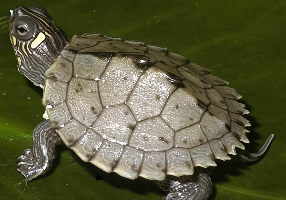 北部黑瘤地图龟身份信息