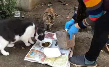 华人奶奶献爱心 十年内救助上千流浪猫狗 疫情期间也不停歇!