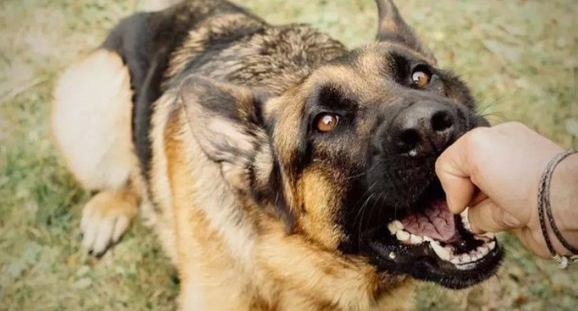 狗咬人几千万赔得起？女员工因遛犬纠纷辱骂路人