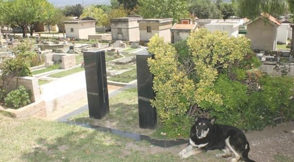 忠犬依靠自己寻找主人墓葬,独自一人守墓十一年,过世后差点儿和主人合墓