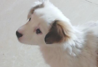 漂泊小奶狗被当废弃物丢在草地上，见到小家伙的样子，女生心痛坏掉