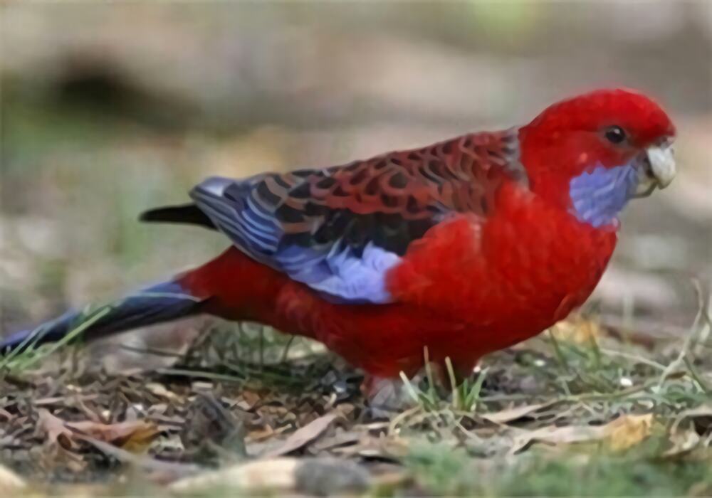 深红玫瑰鹦鹉身份信息