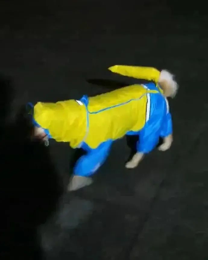 给狗狗穿雨衣散步,铲屎官傻眼了:还不如不穿!
