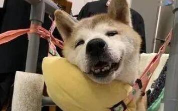 十四岁柴犬失智口流水遍地,家人贴心行为让它笑眼入眠!
