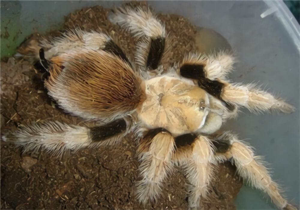 墨西哥金背身份信息