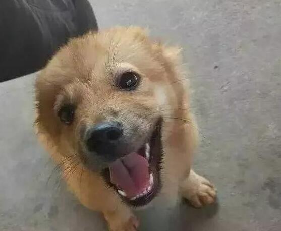 养什么名贵犬,来只本土的田园,牵出去一样让你成为焦点