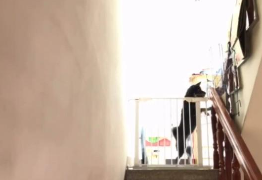 趁主人不在家,狗狗翻围栏逃走,最终也是被捉住了