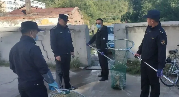 无主犬、流浪犬集中清理收容在行动!养犬也要“文明”范儿!