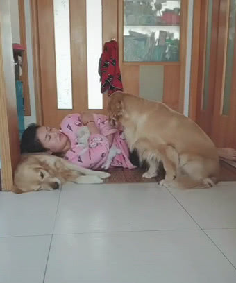 主子躺在金毛狗狗的身上睡过去了，当金毛狗狗走回来，下一秒的姿势太贴心！