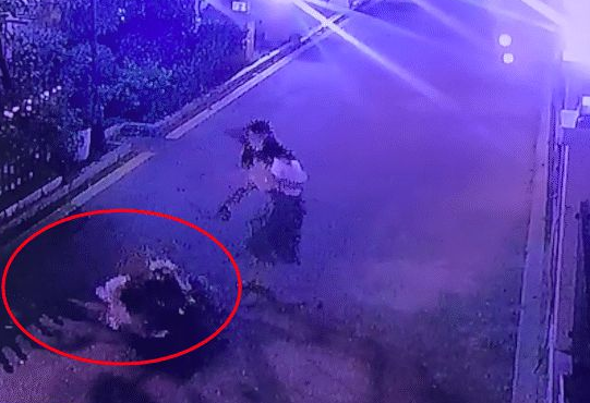 没拴绳的柴犬冲向秋田犬咬,结果被反杀了,主人自知理亏没追究!