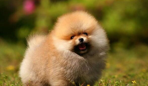 最适合家庭养的五种宠物狗，居然没有泰日天