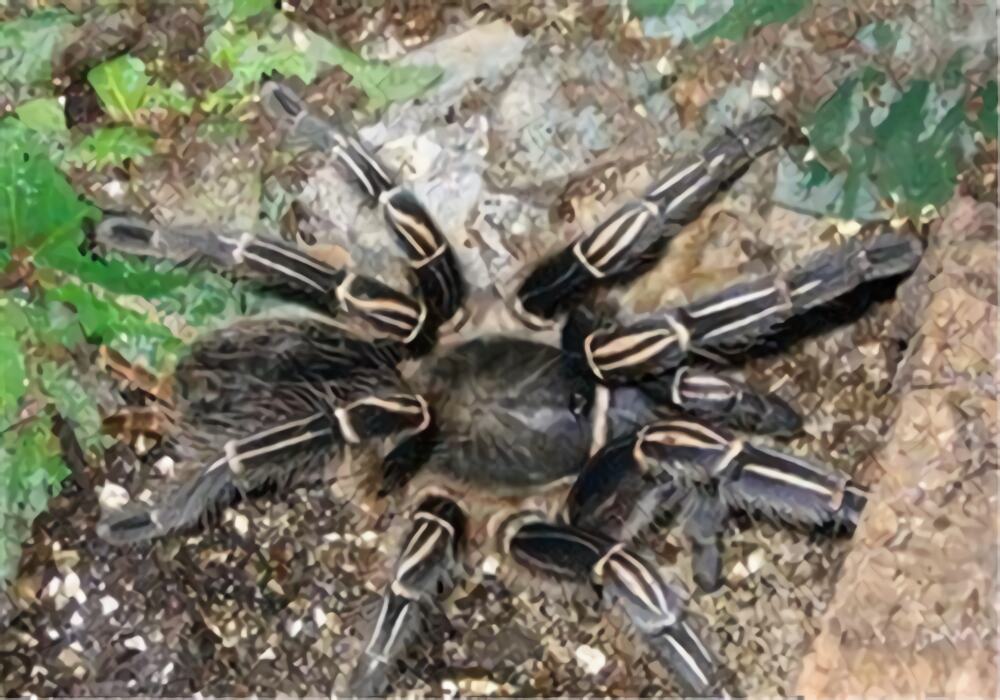 哥斯达黎加斑马脚身份信息