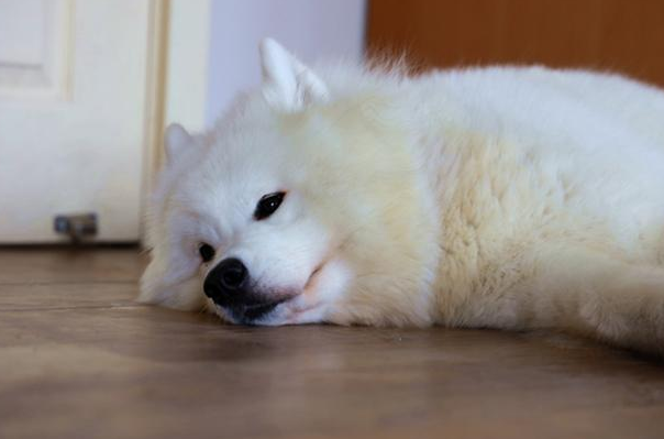 国庆出游特别注意家犬饮食搭配个人行为,马路边野香菇并不宜狗类服用