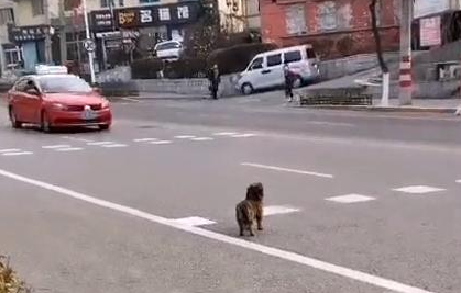 在马路中央等待主人的狗狗,无助的背影看着心疼,终与主人团聚