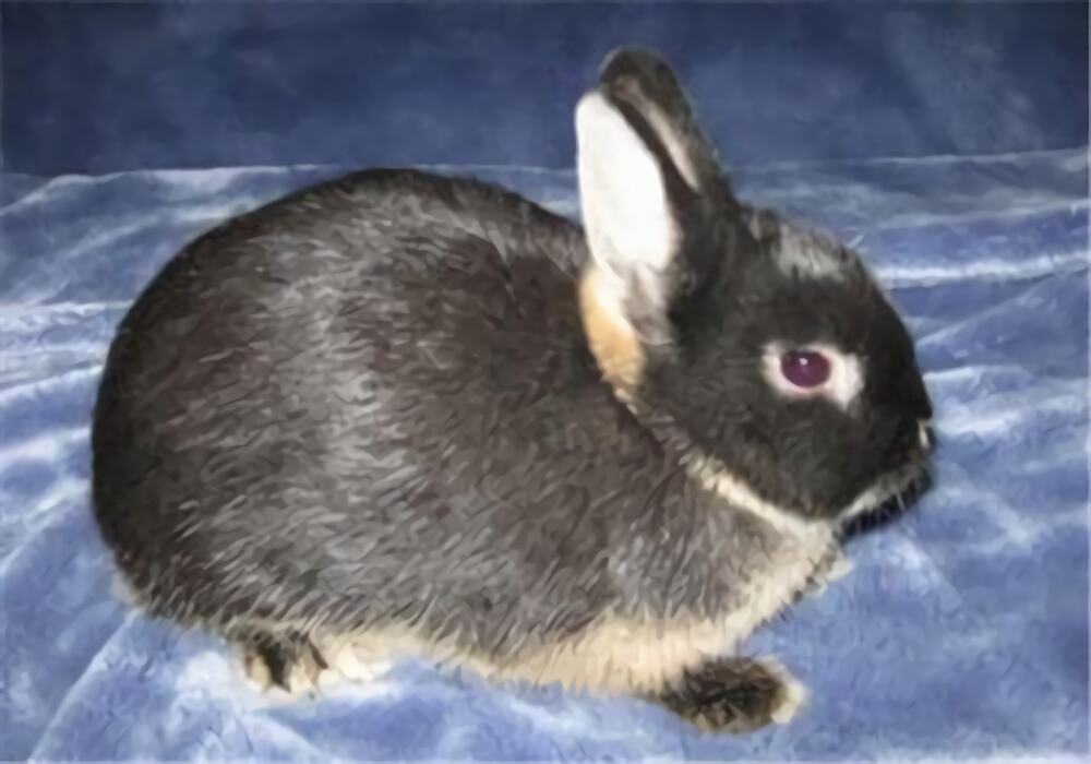 磨光兔身份信息