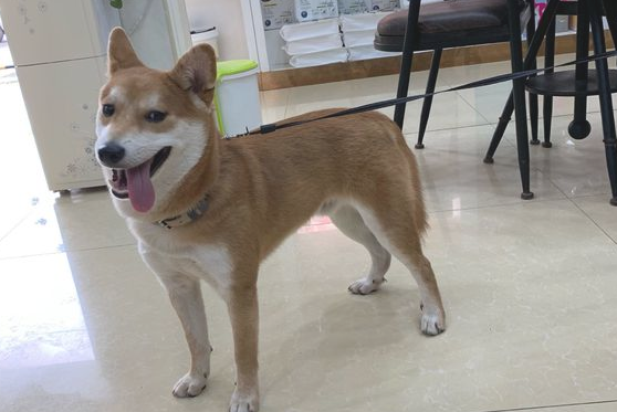 柴犬算是竹子,它刚醒来还要用餐,网民还得带它下馆子