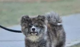 中国最为凶猛的犬种,藏獒在它面前不够看,曾是中国第一犬