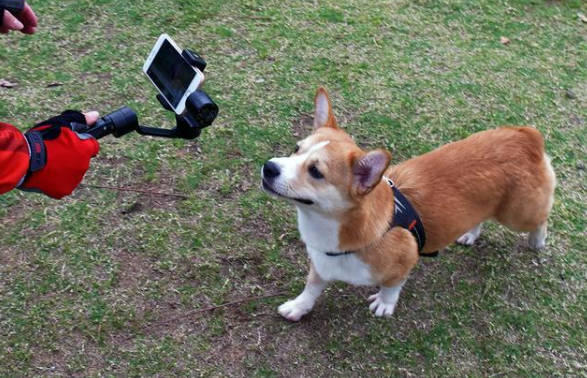 柴犬直播月入百万,能火过“薇娅李佳琦”吗?