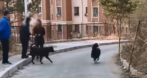 两犬相争主人不忍自家狗吃亏 报警谎称自己被殴