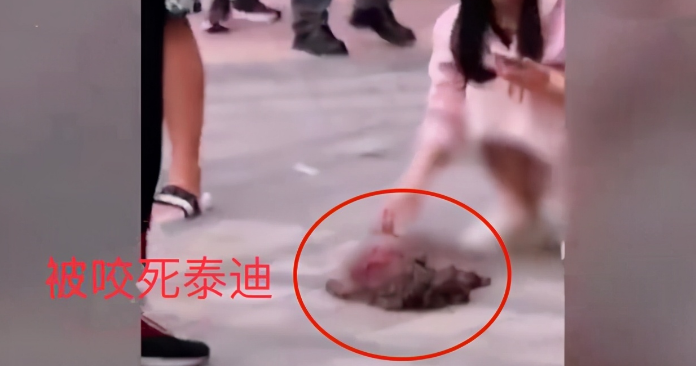 只因泰迪没栓绳被大狗咬死,主人连砍大狗数刀,场面令人害怕