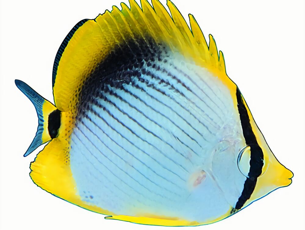 黑背蝴蝶鱼身份信息