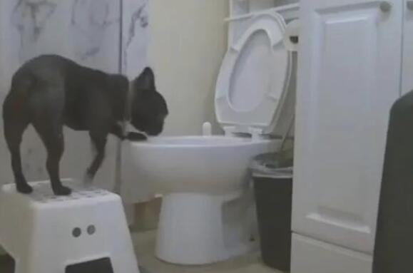 把斗牛犬培养那样的肯定并不是人,上帝?