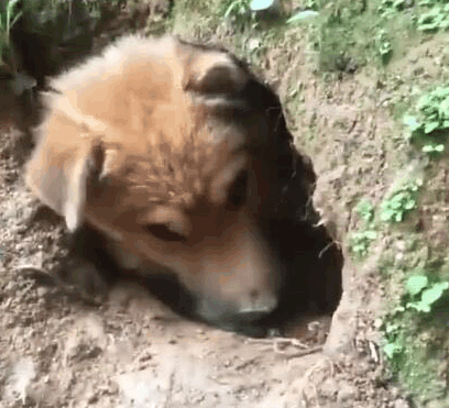 狗狗自己刨洞消夏避暑主人一天都没找到网民:五百年了,西天取经人还没有到吗