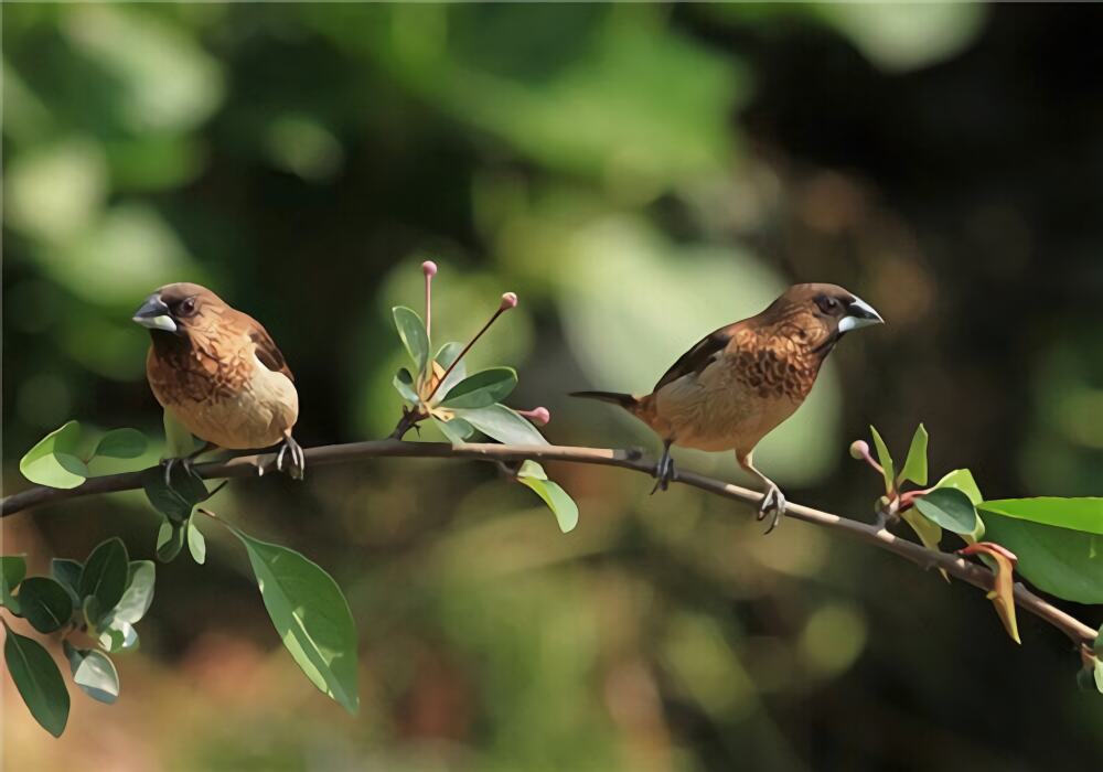 灰文鸟身份信息