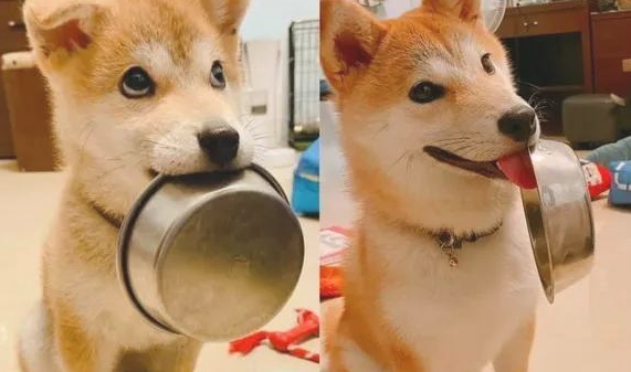 秋田犬自小就喜欢叼碗卖萌,可等它长大以后,铲屎官愣住