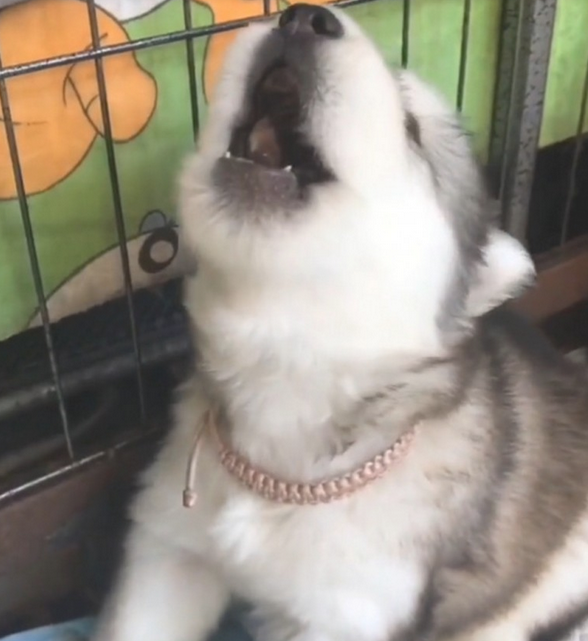 主人一吹哨子,阿拉斯加犬幼狗就会学狼叫