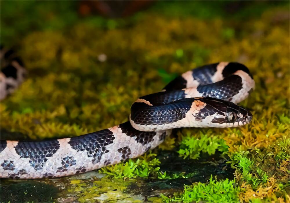 粉链蛇身份信息