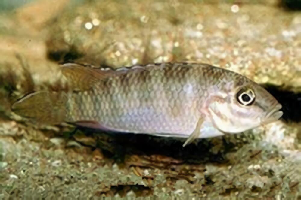 斑尾凤凰身份信息